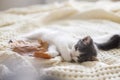 Adorable kitten grooming in autumn leaves on soft blanket. Autumn cozy mood. Cute white and grey kitty cleaning paw and relaxing