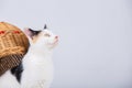 Adorable kitten looking up with black and yellow spots posing on white background with copy space. Cute pet for advertise Royalty Free Stock Photo