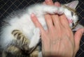 Adorable kitten lying on a couch with her belly up biting a female hand that plays with the baby cat Royalty Free Stock Photo