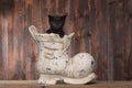 Adorable Kitten in an Old Boot Shoe On Wood Background Royalty Free Stock Photo