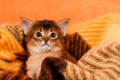 Adorable kitten in palid Royalty Free Stock Photo