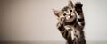 The adorable kitten playfully reaching out with its tiny paws. AI generated image Royalty Free Stock Photo