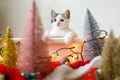 Adorable kitten playing among christmas tree decorations, ornaments and warm lights Royalty Free Stock Photo