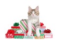 Adorable kitten popping out of Christmas presents, isolated Royalty Free Stock Photo