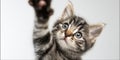 The adorable kitten reaching out for attention and play in a studio setting. AI generated image Royalty Free Stock Photo