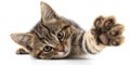 The adorable kitten reaching out with its paw in a playful pose. AI generated image Royalty Free Stock Photo