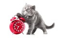 Adorable kitten with red alarm-clock isolated copyspace