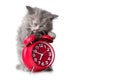 Adorable kitten with red alarm-clock isolated copyspace