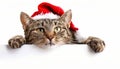 Adorable kitten in santa hat peeking behind blank banner, adding a touch of holiday cheer