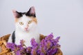 Adorable Kitten siting in a basket and looking at the camera among violet flowers.  Adorable kitten sitten in a wooden basket Royalty Free Stock Photo