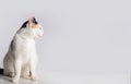 Adorable kitten sitting  looking to left . Lovely little white cat with black and yellow spots posing on grey background with copy Royalty Free Stock Photo