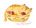 Adorable kitten sleeping in bascket with yarn balls. Cute kitten character.