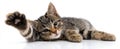 The adorable kitten stretching and reaching out playfully on a white surface..AI generated image Royalty Free Stock Photo