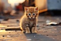 Adorable kitten wandering deserted city streets at night, exploring the eerie urban landscape Royalty Free Stock Photo