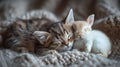 Adorable kitten and white baby rabbit sleeping together lying on a knitted blanket Royalty Free Stock Photo