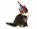 Adorable Kitten on a White Background With Birthday Hat Royalty Free Stock Photo