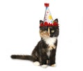 Adorable Kitten on a White Background With Birthday Hat Royalty Free Stock Photo