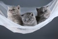 British Shorthair kittens on a white net, cute portrait Royalty Free Stock Photo