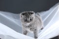 British Shorthair kittens on a white net, cute portrait Royalty Free Stock Photo