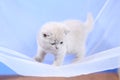 British Shorthair kittens on a white net, cute portrait Royalty Free Stock Photo