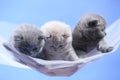 British Shorthair blue and lilac kittens on a white net, portrait Royalty Free Stock Photo