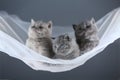 British Shorthair blue and lilac kittens on a white net, portrait Royalty Free Stock Photo