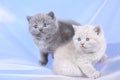 British Shorthair kittens on a white net, portrait Royalty Free Stock Photo