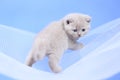 British Shorthair blue and lilac kittens on a white net, portrait Royalty Free Stock Photo