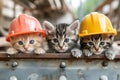 Adorable Kittens Donning Hard Hats While Playfully Exploring Image