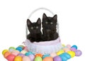 Adorable kittens in Easter Basket with eggs Royalty Free Stock Photo