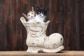 Adorable Kittens in an Old Boot Shoe On Wood Background Royalty Free Stock Photo