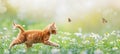 Adorable kittens playfully chasing colorful butterflies in a lush and vibrant flower garden