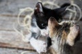 Adorable kittens playing with natural worsted Royalty Free Stock Photo