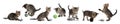 Adorable kittens playing with toys on white background, collage. Lovely pet