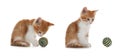 Adorable kittens playing with toys on white background, collage. Lovely pet