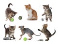 Adorable kittens playing with toys on white background, collage. Lovely pet