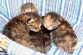 Adorable kittens six days old