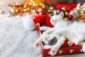 Adorable kittens sleeping on cozy santa hat with red and gold baubles in festive lights