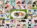 Adorable kittens in various playful scenarios Royalty Free Stock Photo
