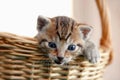 Adorable kitty in basket