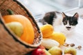 Adorable kitty sitting at pumpkin ,zucchini, apples and pears in Royalty Free Stock Photo
