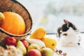 Adorable kitty sitting at pumpkin ,zucchini, apples and pears in Royalty Free Stock Photo