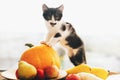 Adorable kitty sitting on pumpkin and zucchini, apples and pears Royalty Free Stock Photo