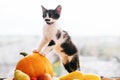 Adorable kitty sitting on pumpkin and zucchini, apples and pears Royalty Free Stock Photo