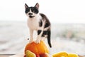 Adorable kitty sitting on pumpkin and zucchini, apples and pears Royalty Free Stock Photo
