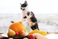 Adorable kitty sitting on pumpkin and zucchini, apples and pears Royalty Free Stock Photo