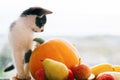 Adorable kitty sitting on pumpkin and zucchini, apples and pears Royalty Free Stock Photo