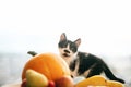 Adorable kitty sitting on pumpkin and zucchini, apples and pears Royalty Free Stock Photo