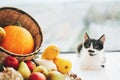 Adorable kitty sitting at pumpkin ,zucchini, apples and pears in Royalty Free Stock Photo