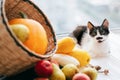 Adorable kitty sitting at pumpkin ,zucchini, apples and pears in Royalty Free Stock Photo